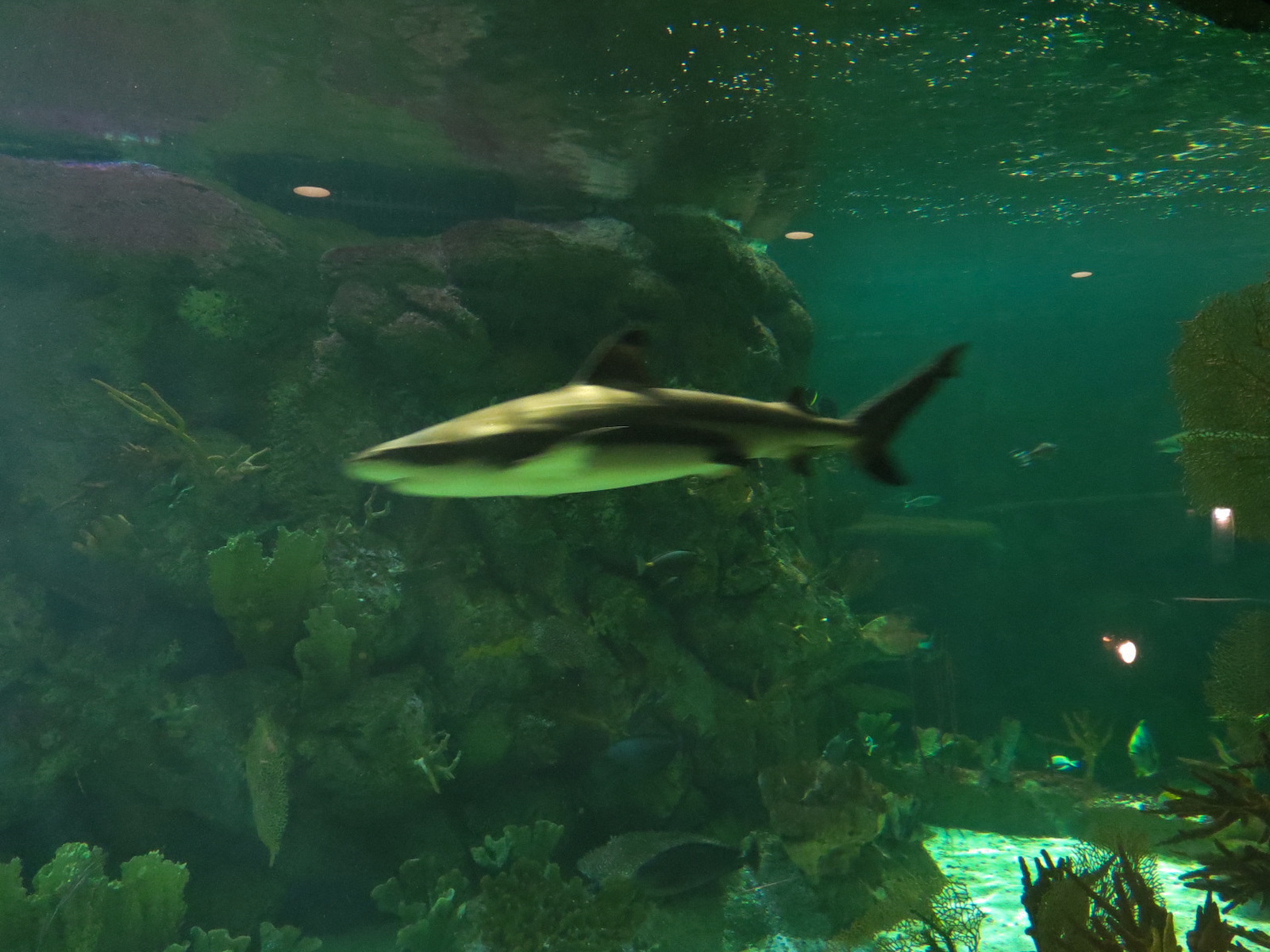 Aquarium - South Pacific - Main Exhibit - Lower Level