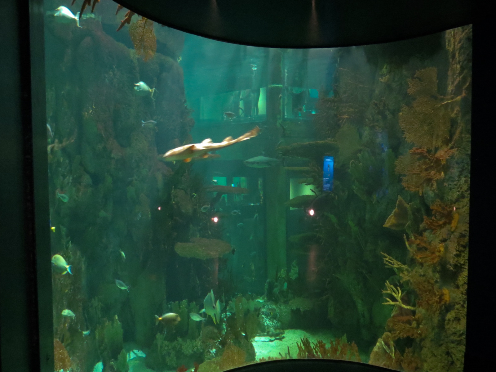 Aquarium - South Pacific - Main Exhibit - Lower Level