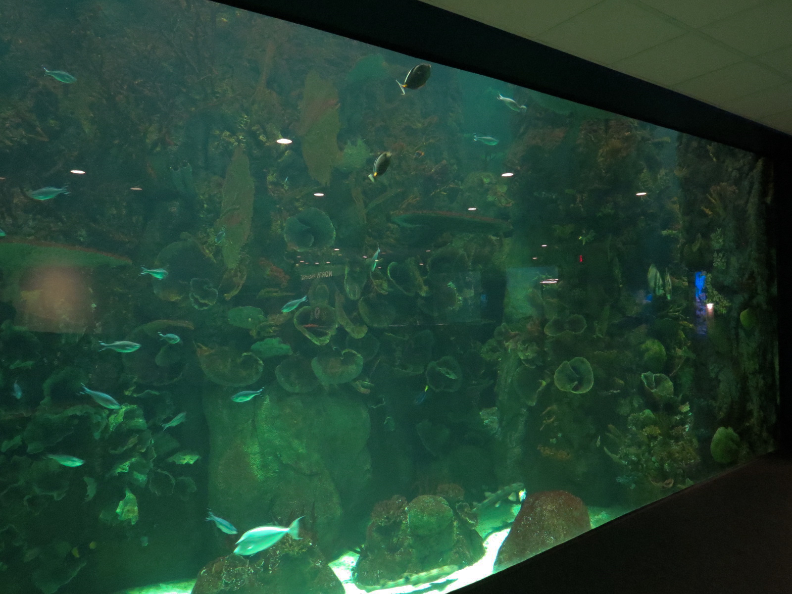 Aquarium - South Pacific - Main Exhibit - Lower Level