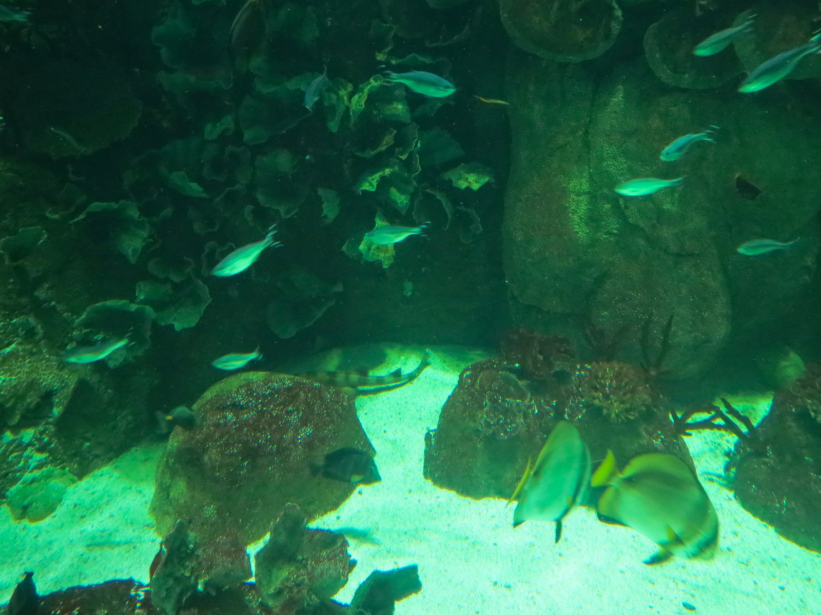 Aquarium - South Pacific - Main Exhibit - Lower Level