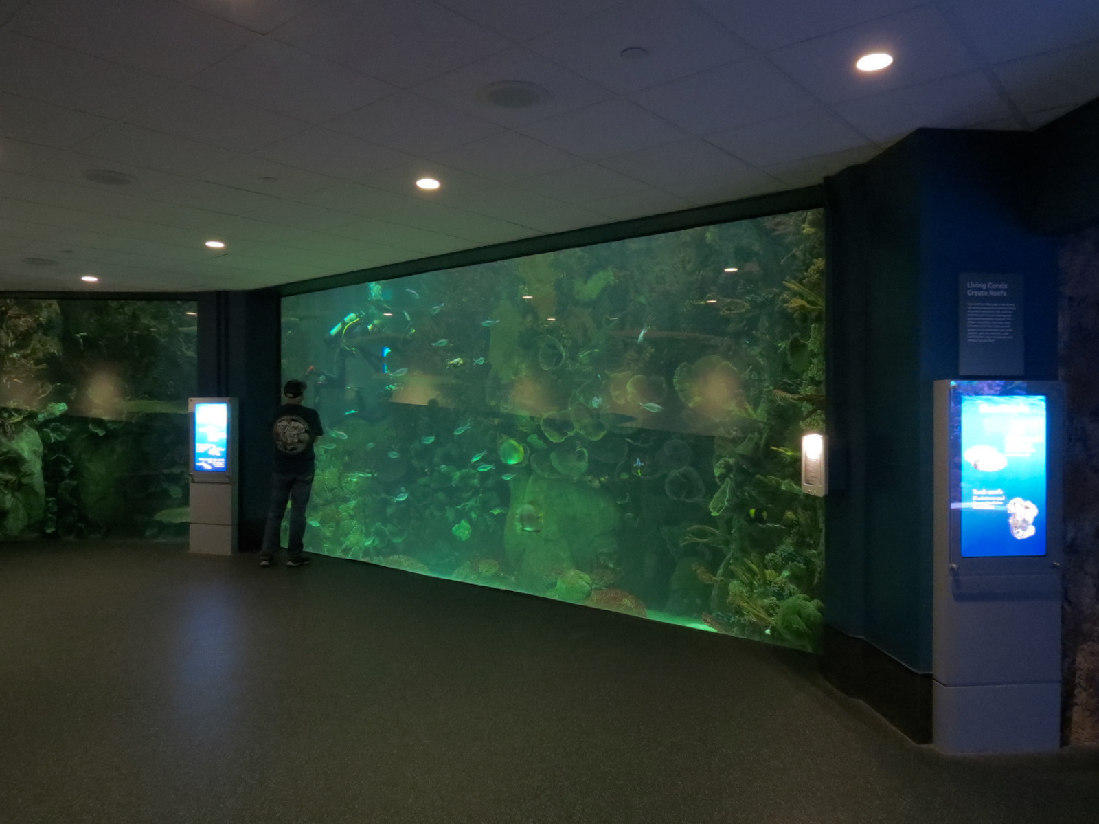 Aquarium - South Pacific - Main Exhibit - Lower Level