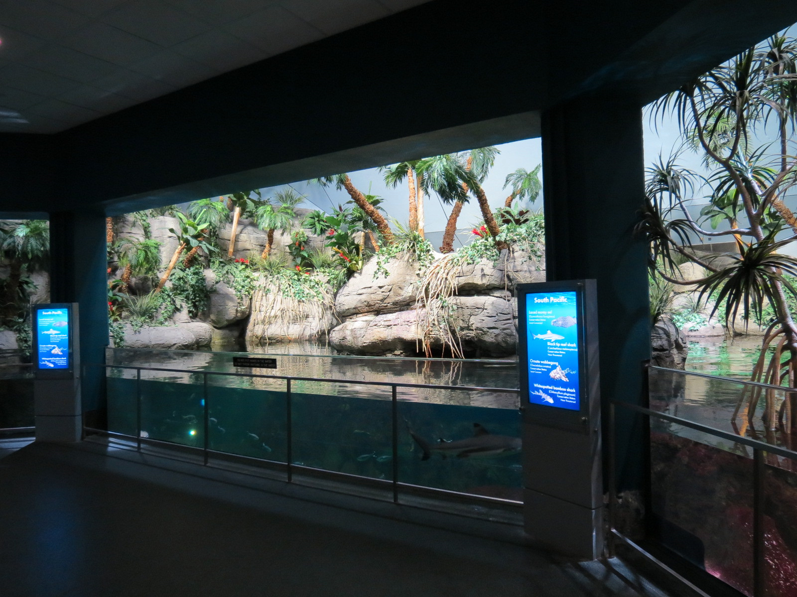 Aquarium - South Pacific - Main Exhibit - Upper Level