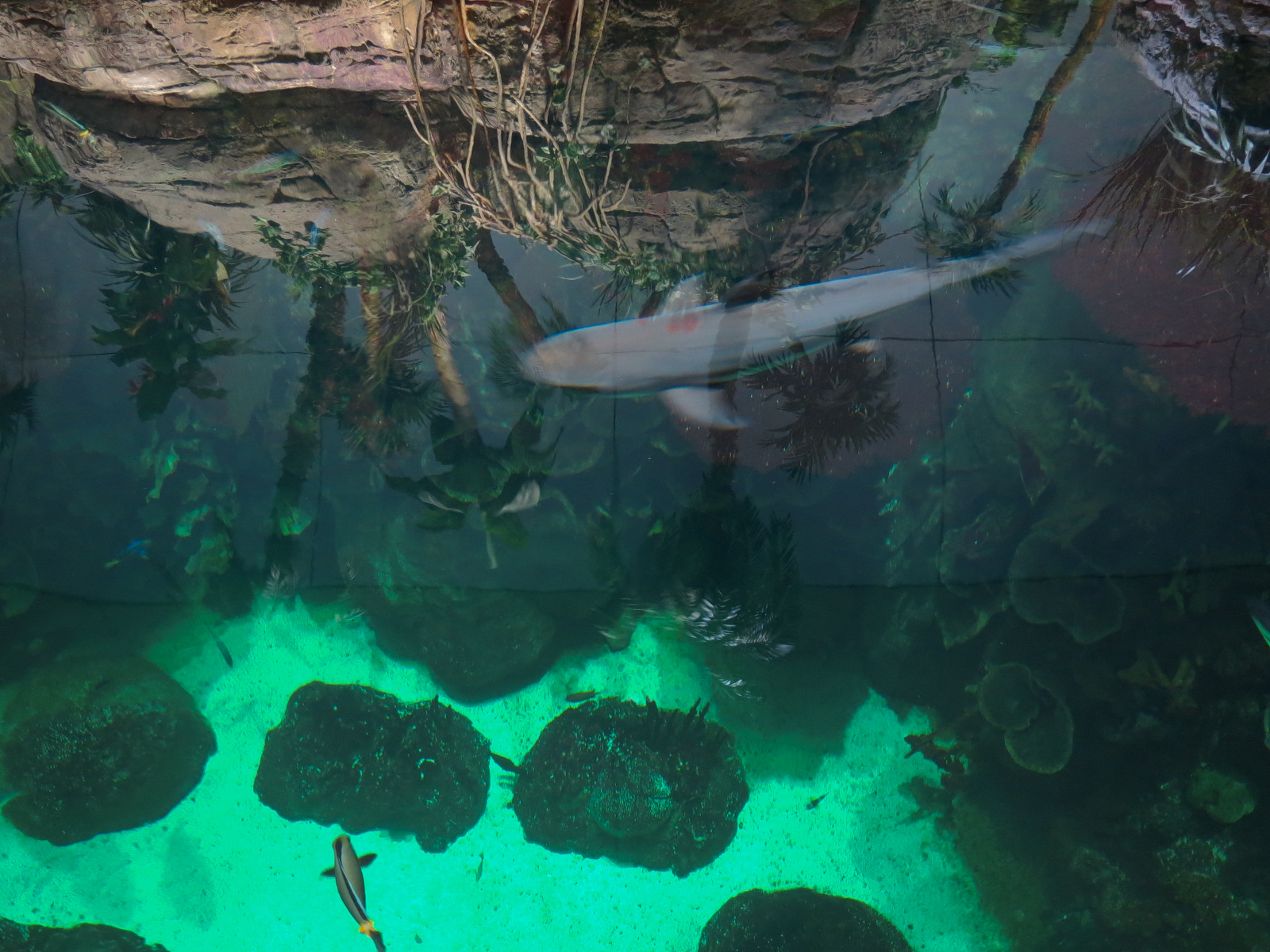 Aquarium - South Pacific - Main Exhibit - Upper Level