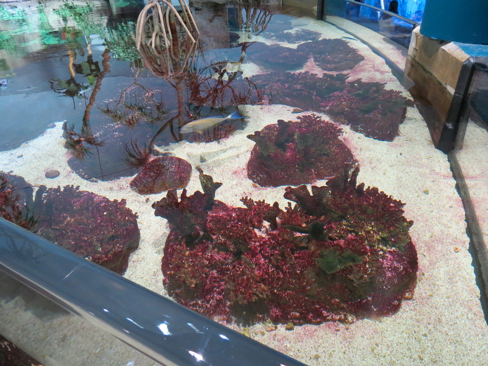 Aquarium - South Pacific - Main Exhibit - Upper Level