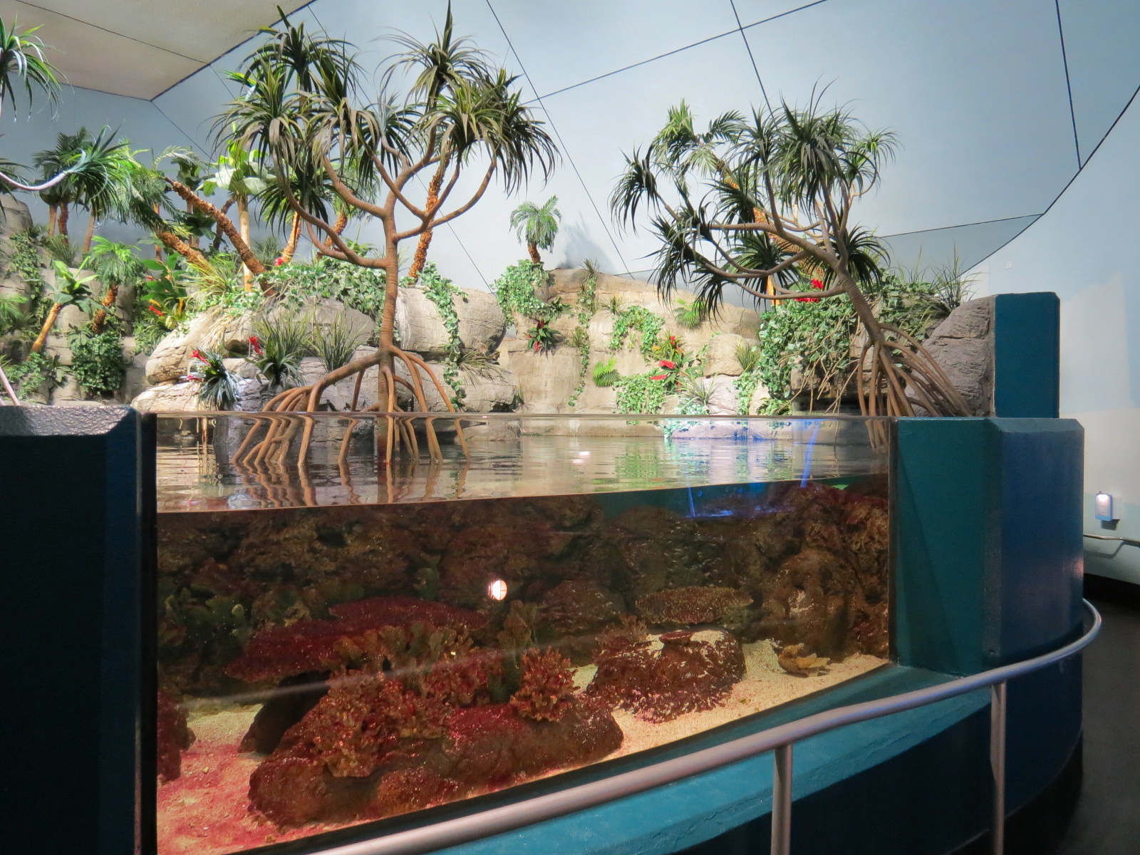 Aquarium - South Pacific - Main Exhibit - Upper Level