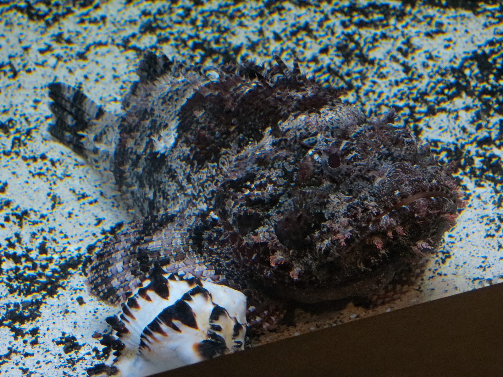 Aquarium - South Pacific - Venomous Fish Exhibit - Scorpionfish