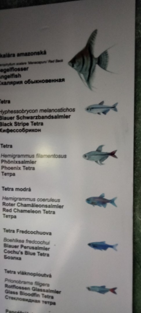 Aquarium species p.1