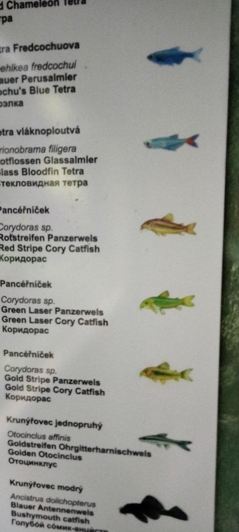 Aquarium species p.2