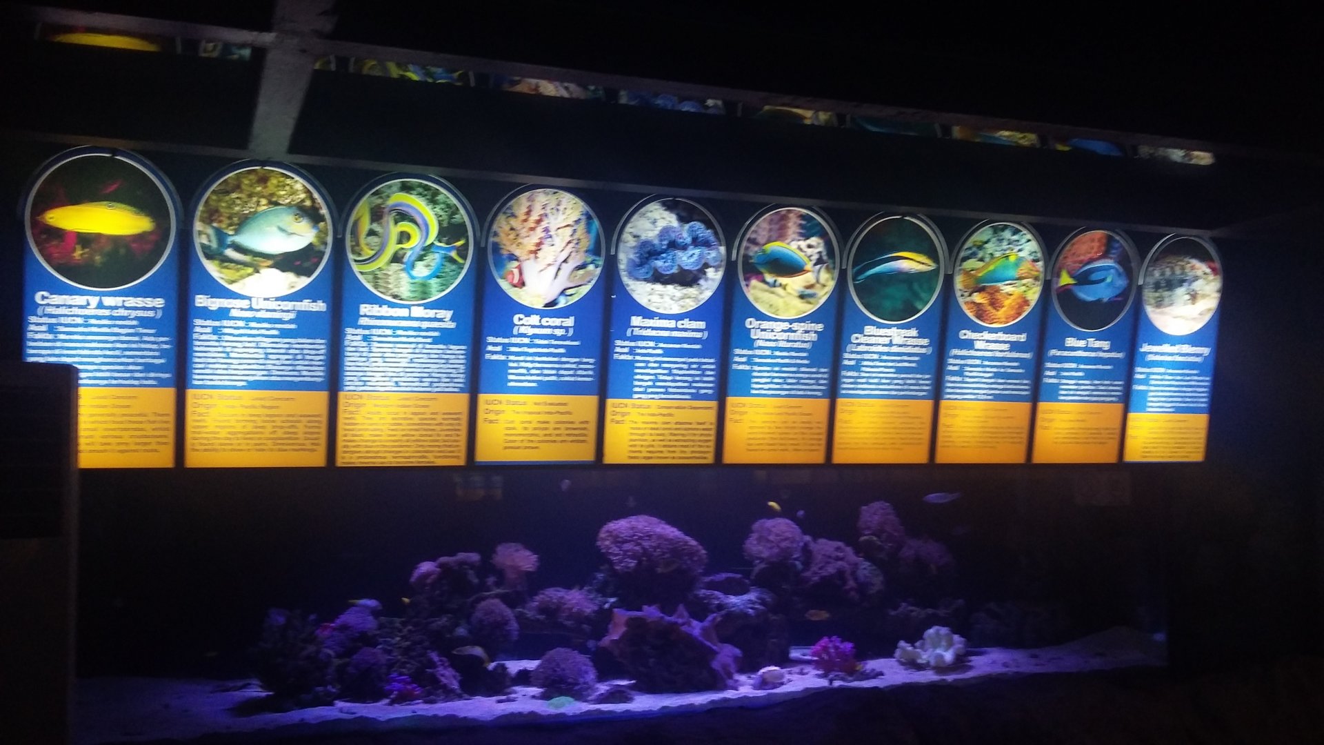 Aquarium species panel 1