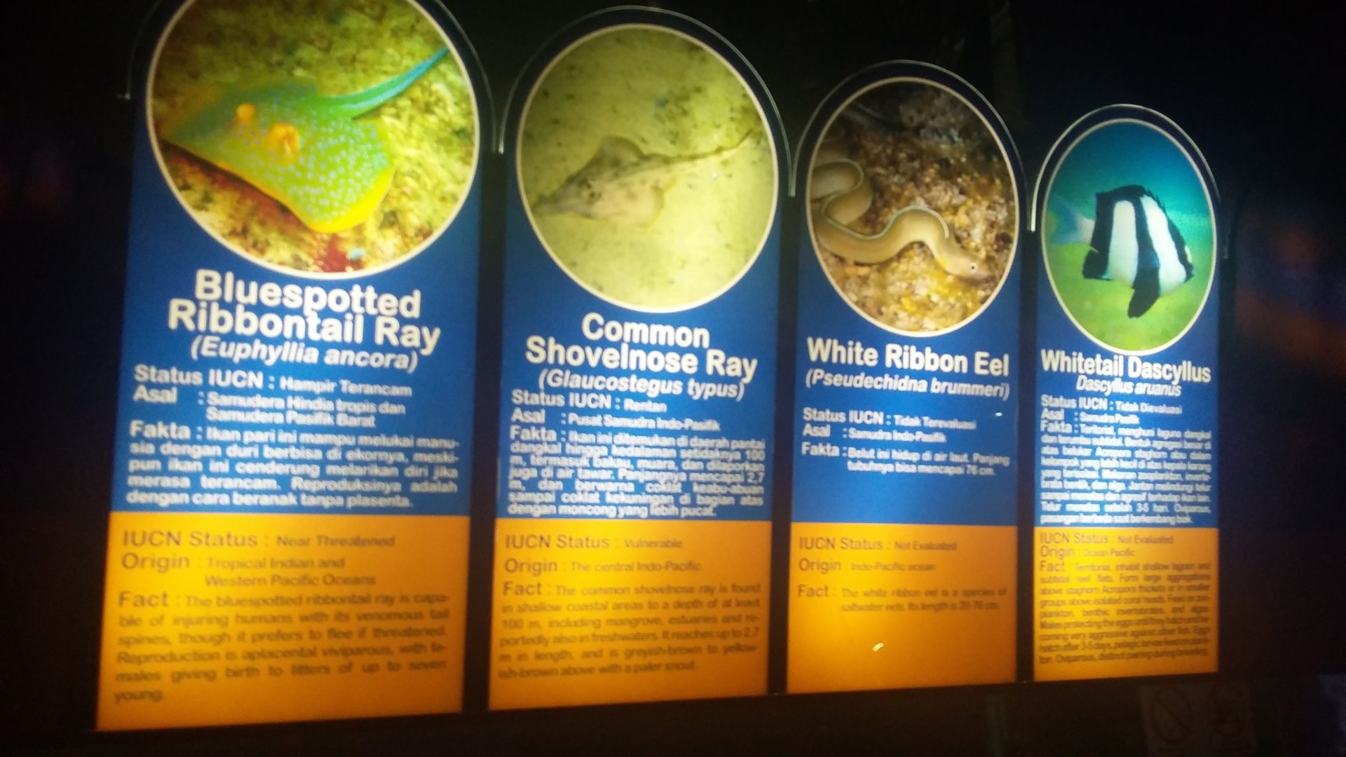 Aquarium species panel 3