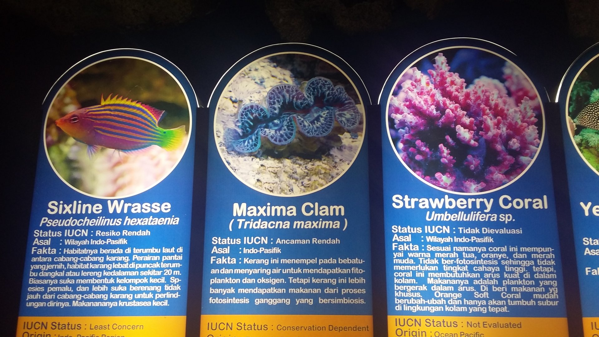 Aquarium species panel 4