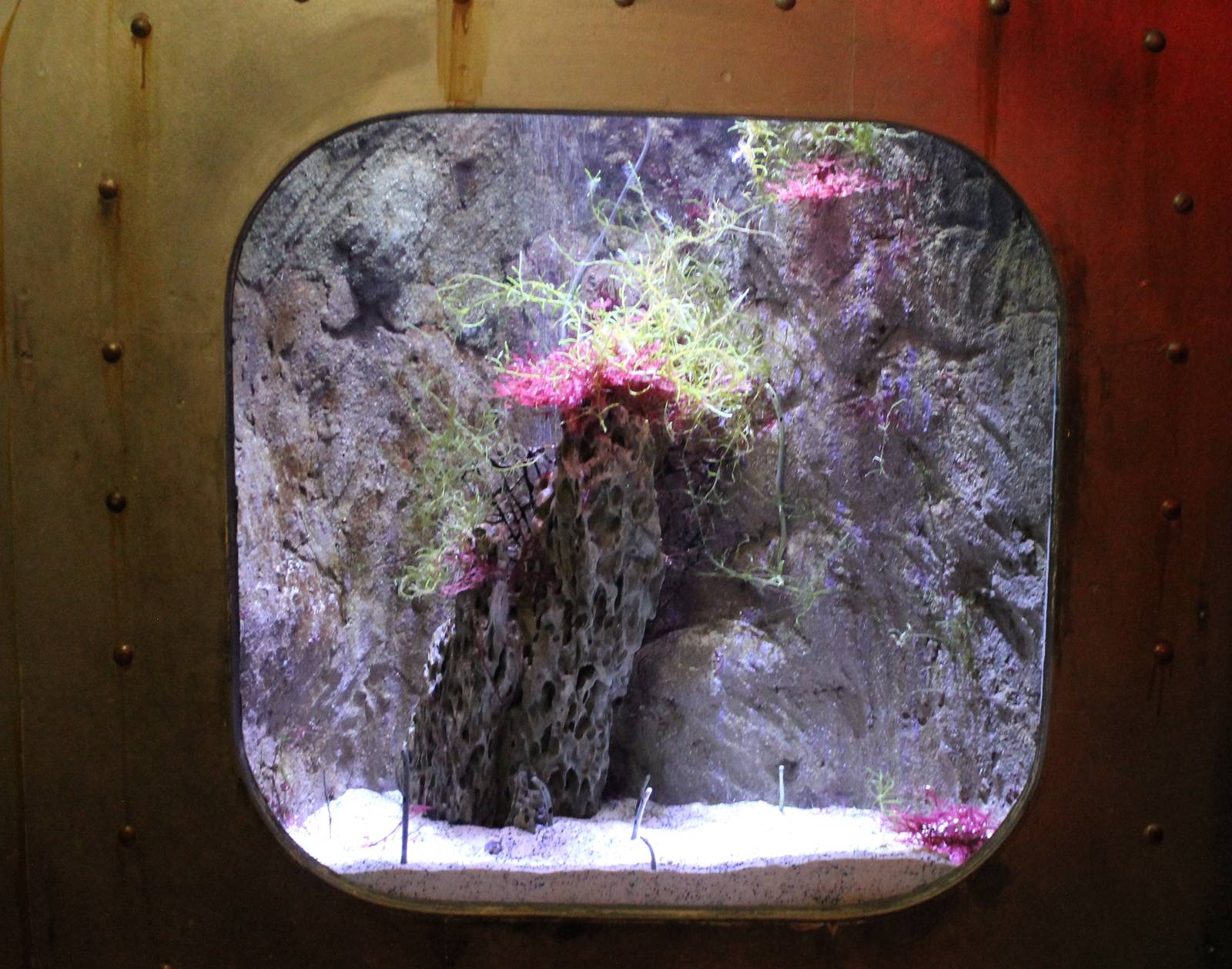 Aquarium Spotted garden-eel