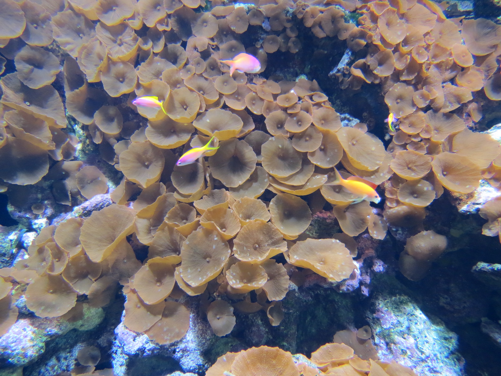 Aquarium - Sri Lanka Exhibit - Button Polyps