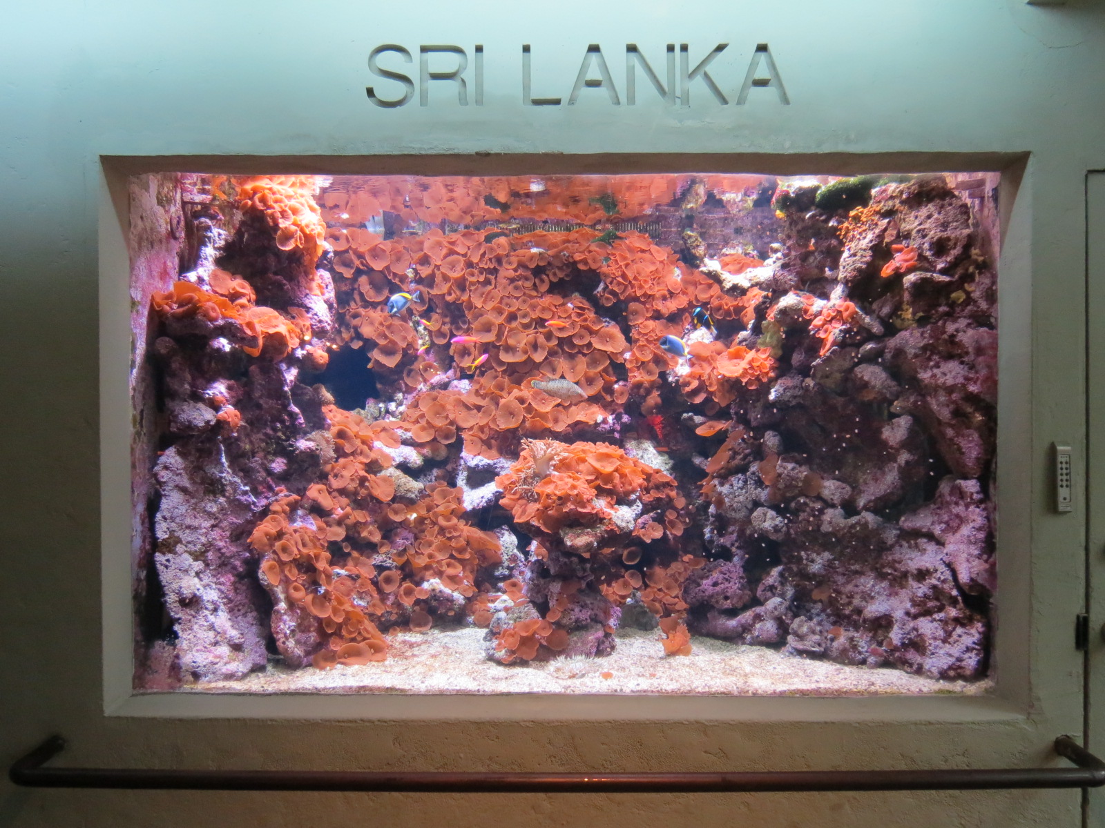 Aquarium - Sri Lanka Exhibit