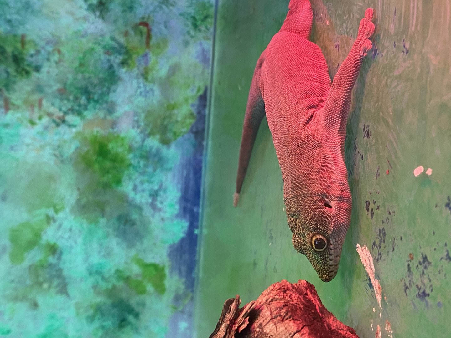 Aquarium - Standing's day gecko 231022