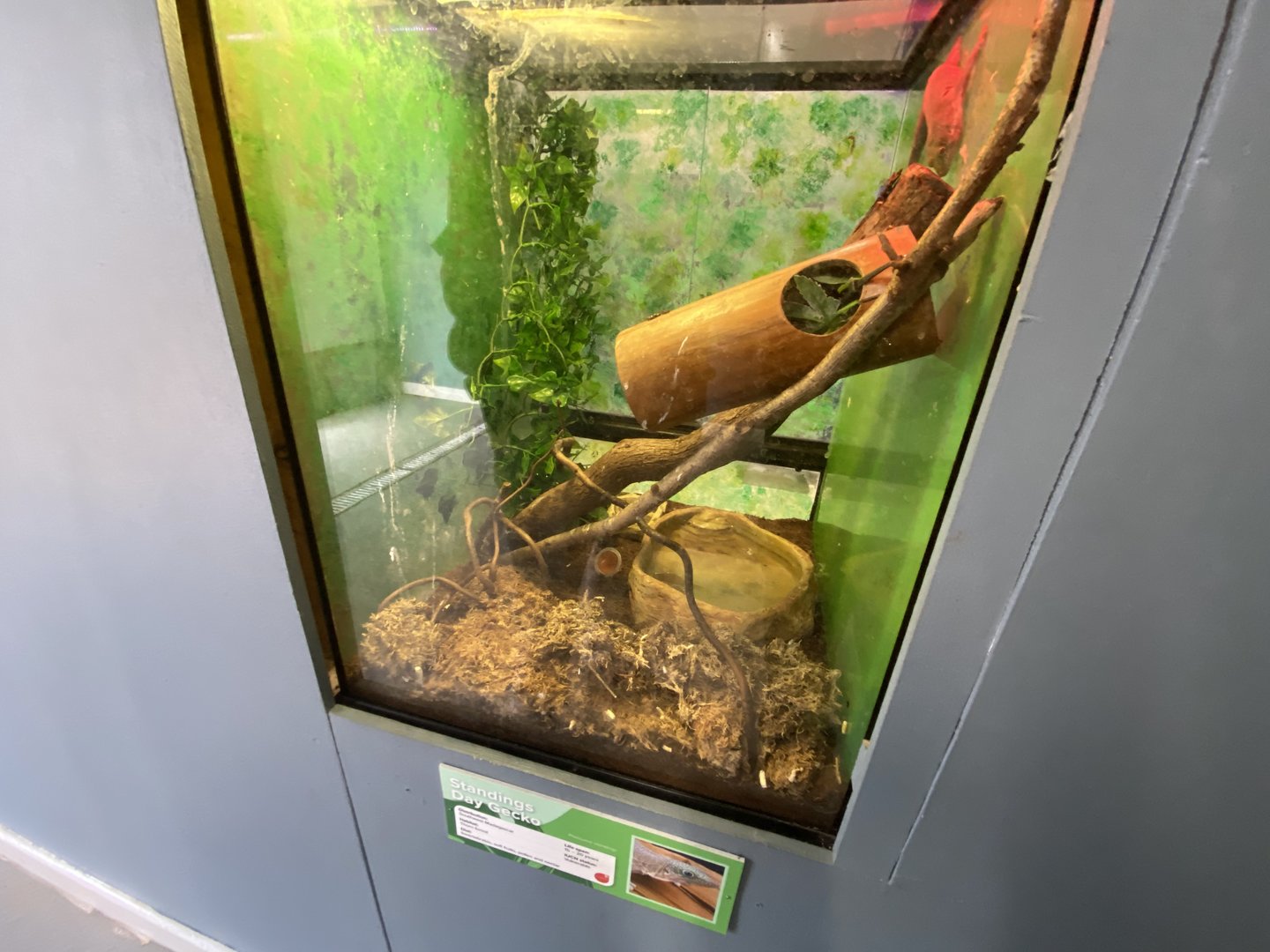 Aquarium - Standing's day gecko exhibit 231022