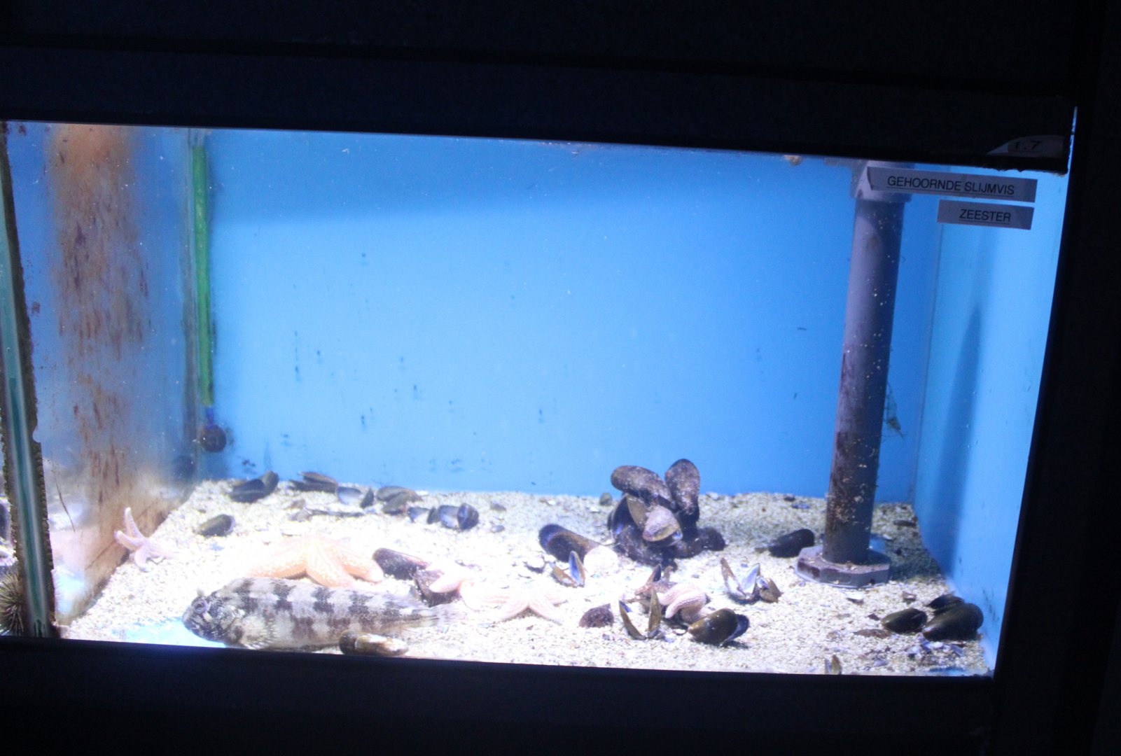 Aquarium Starfish - Tompot blenny