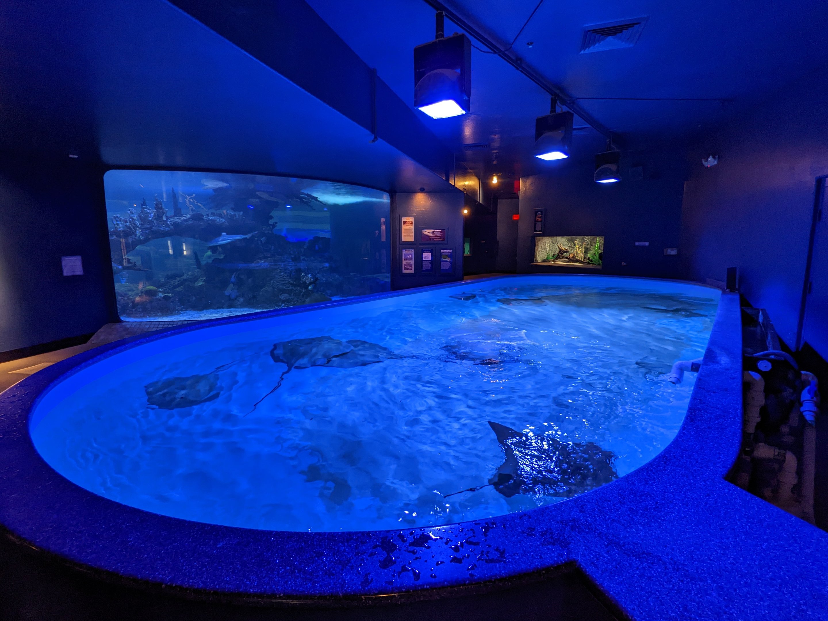 Aquarium - stingray touch tank