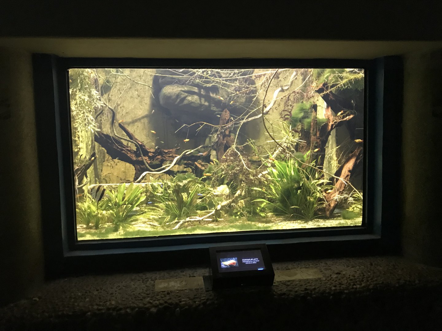 Aquarium tank 171018