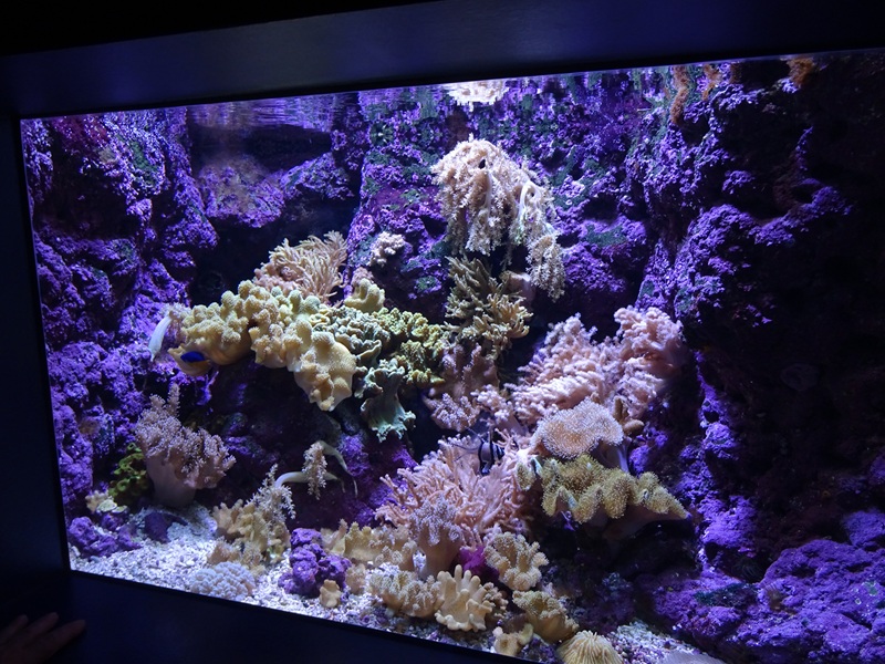 Aquarium: Tank for cardinalfish and others (species list in comments)