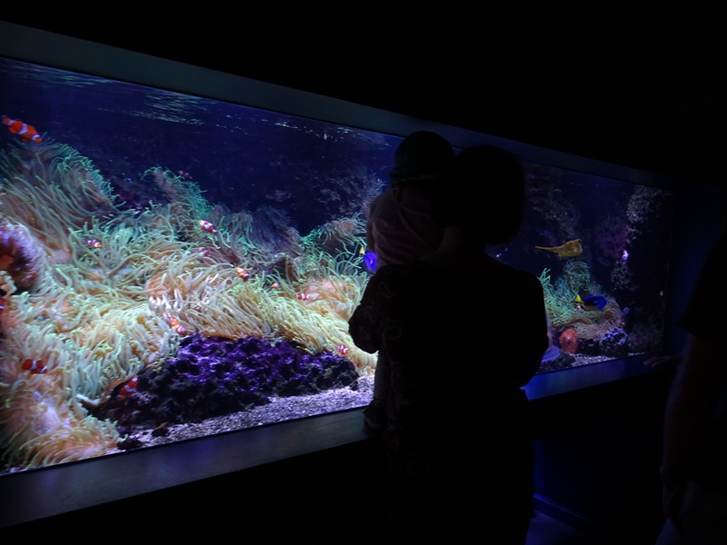 Aquarium: Tank for cowfish, toby etc (species list in comments)