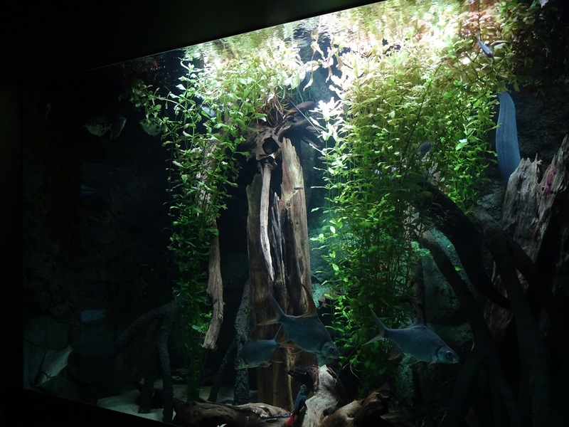 Aquarium: Tank for fire eel, archer fish and others (species list in comments)