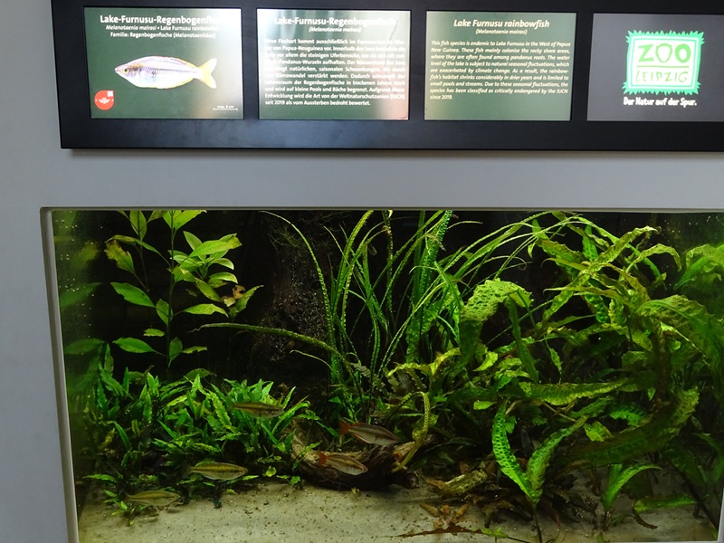 Aquarium: Tank for Lake Furnusu rainbowfishes