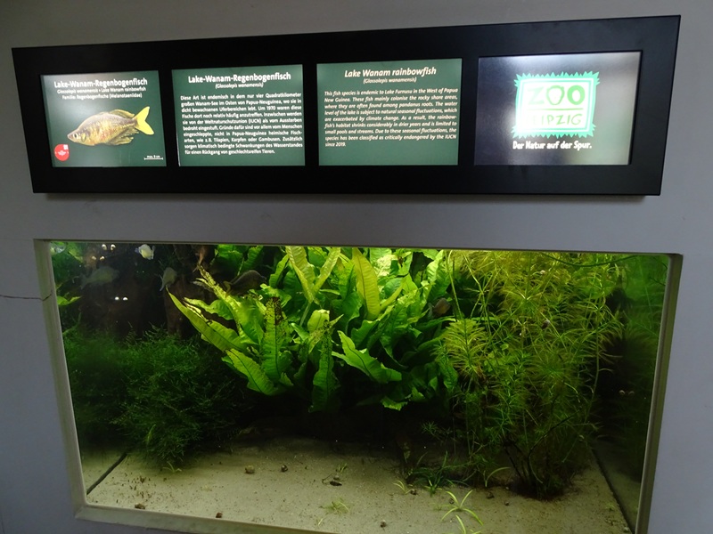 Aquarium: Tank for Lake Wanam rainbowfishes