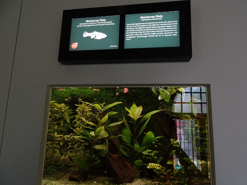 Aquarium: Tank for Monterrey platy