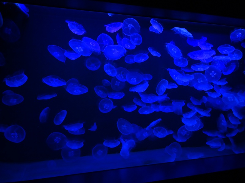 Aquarium: Tank for moon jellies