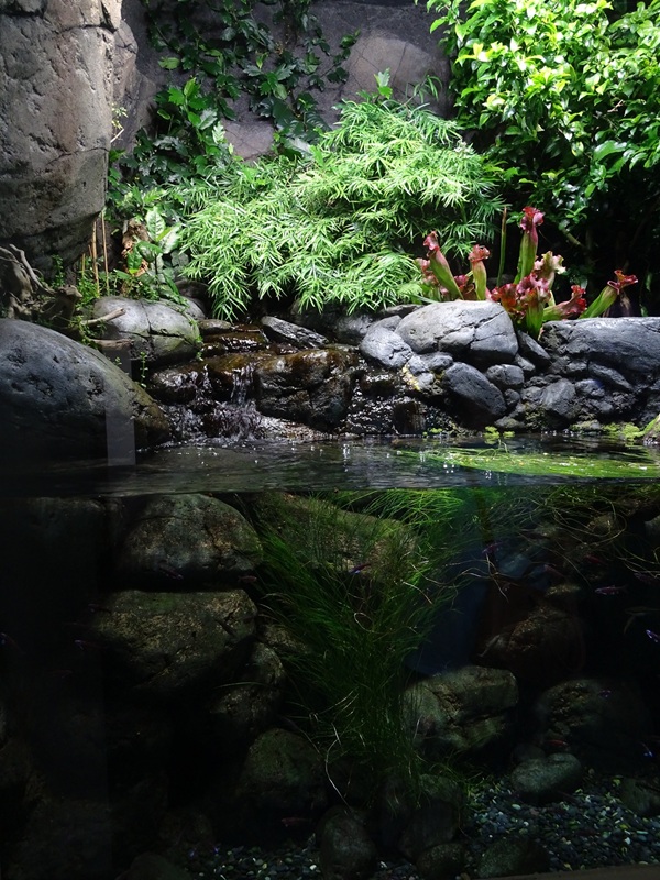 Aquarium: Tank for redbelly dace and rainbow shiner