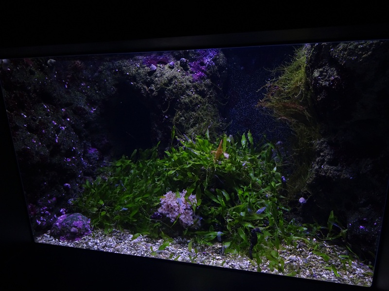Aquarium: Tank for sea horses and others (species list in comments)