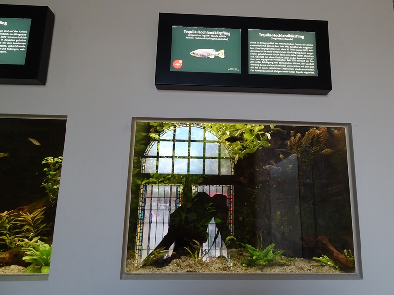 Aquarium: Tank for tequila splitfin