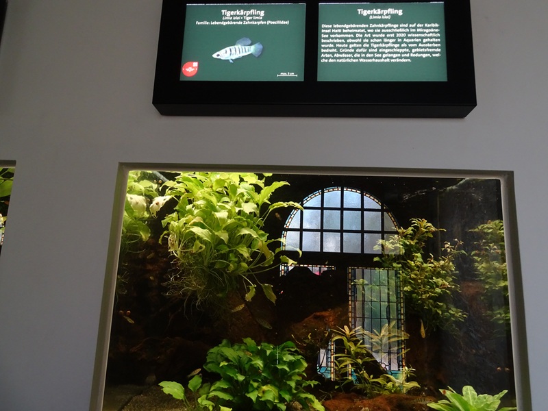 Aquarium: Tank for tiger limia