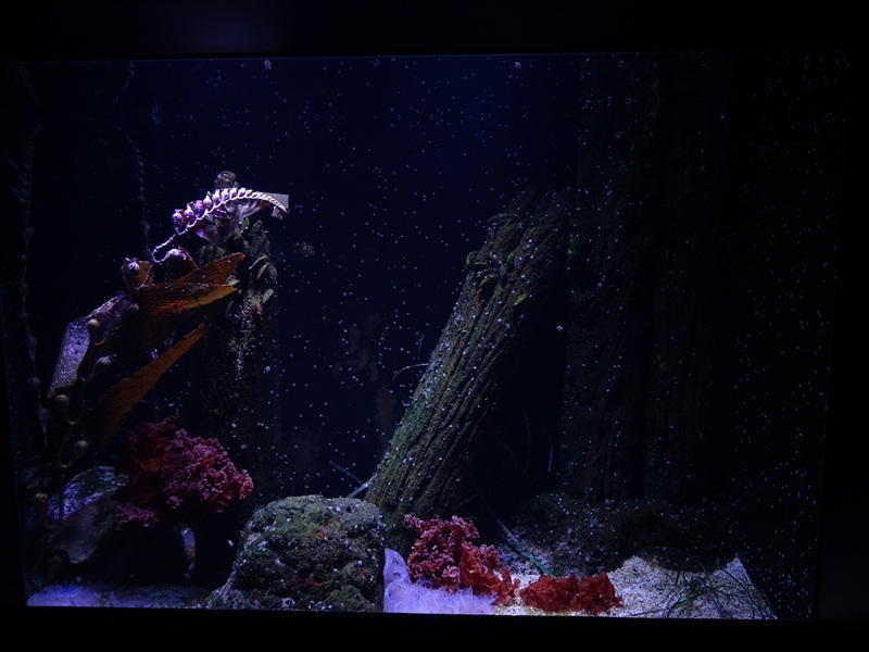 Aquarium: Tank for upsidedown jellies