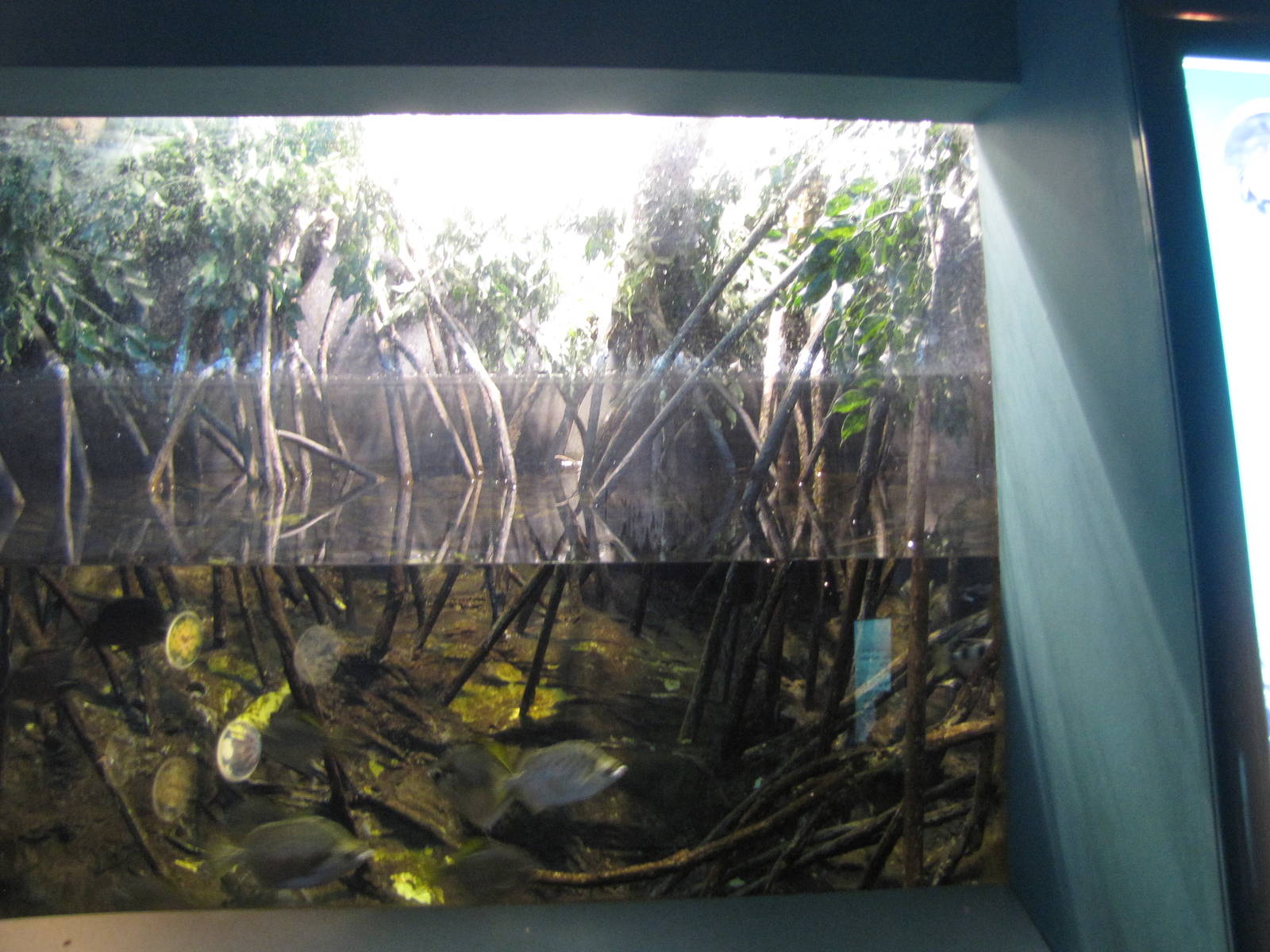 aquarium tank mangroves