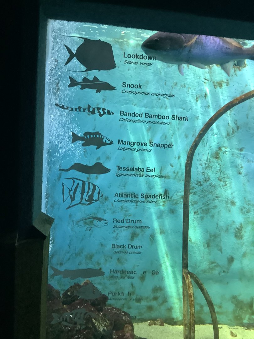 Aquarium tank species list.
