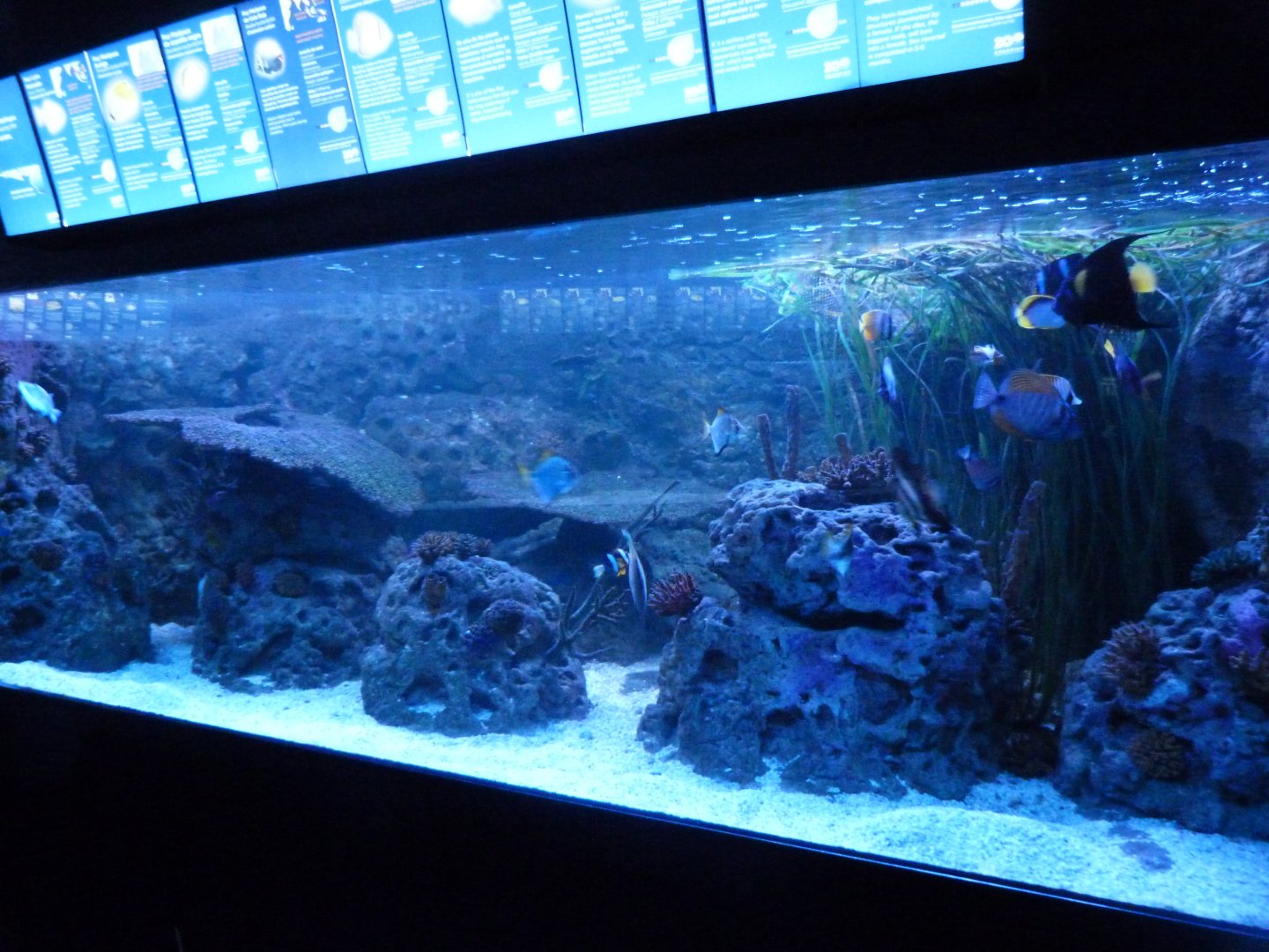 Aquarium tank -Zoo Aquarium de Madrid (2025)