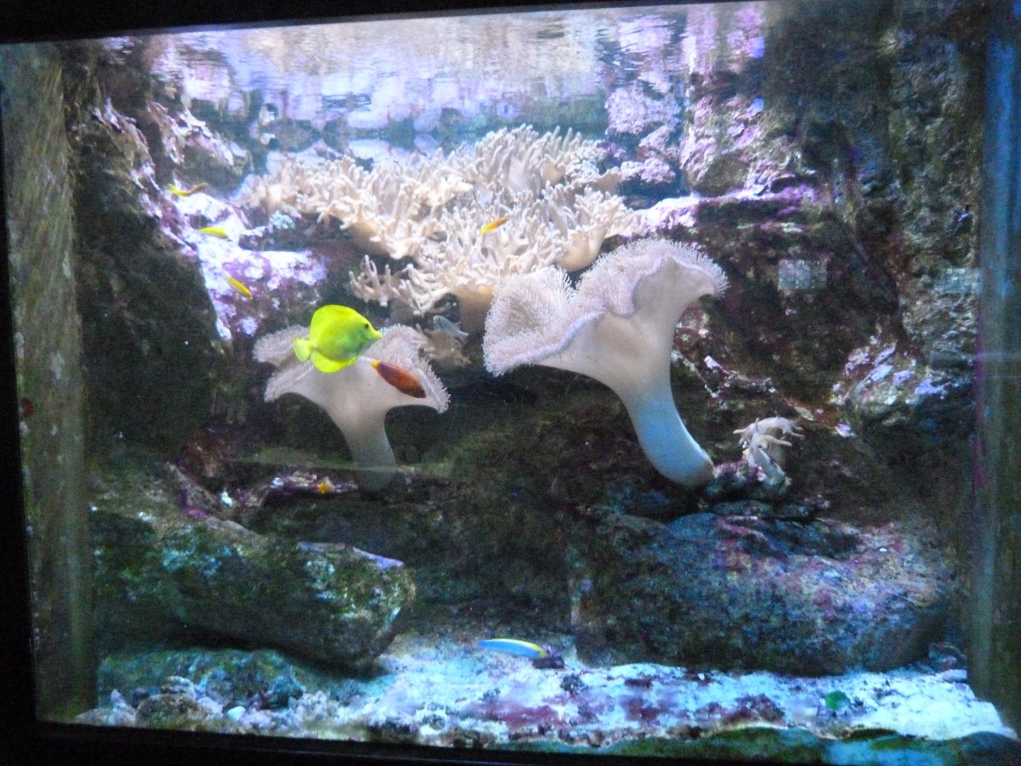 Aquarium tank -Zoo Aquarium de Madrid (2025)