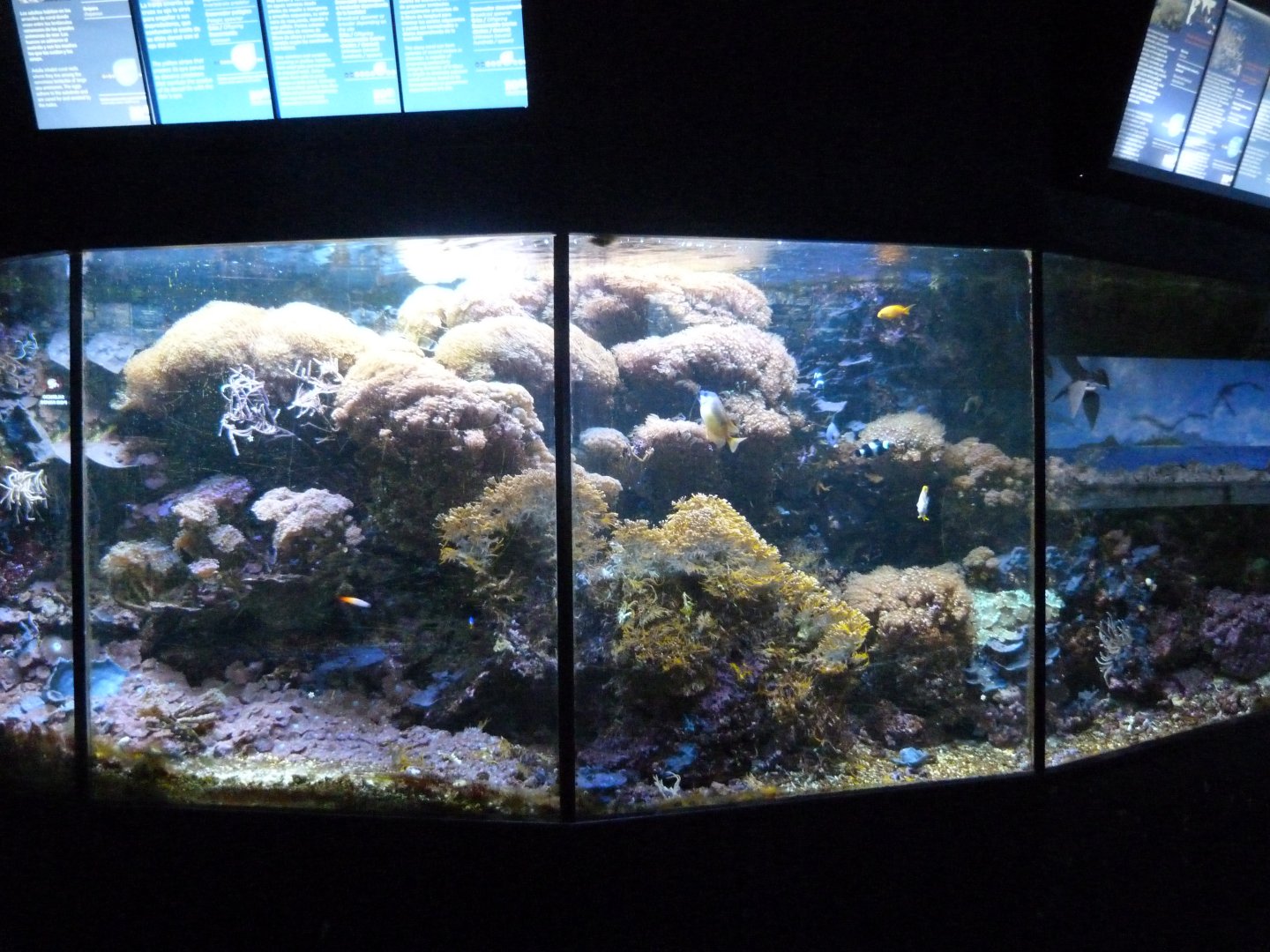 Aquarium tank -Zoo Aquarium de Madrid (2025)