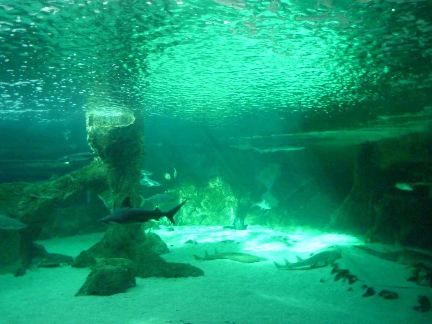 Aquarium tank -Zoo Aquarium de Madrid (2025)