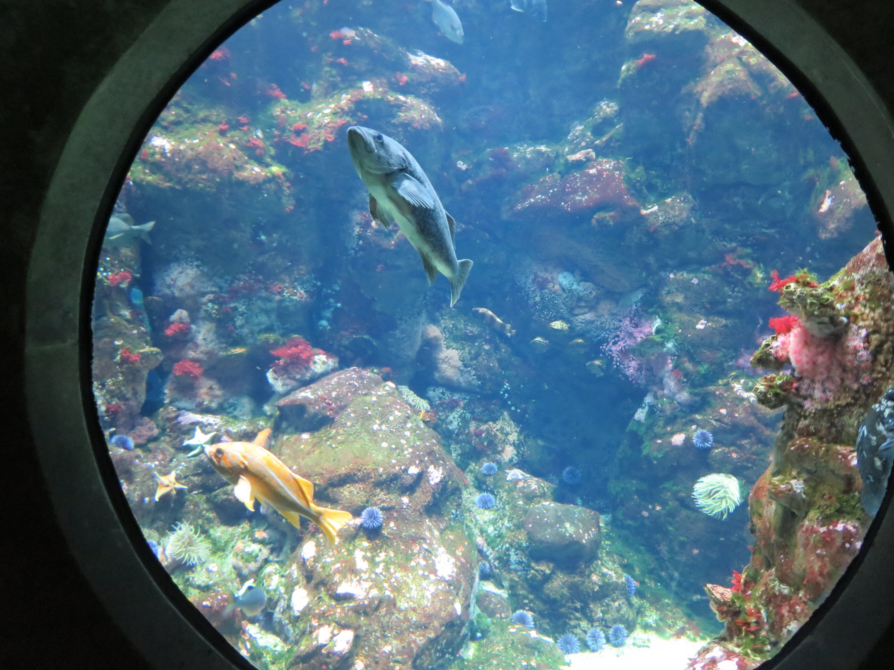 Aquarium Tank