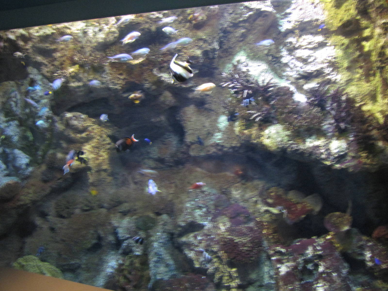 aquarium tank