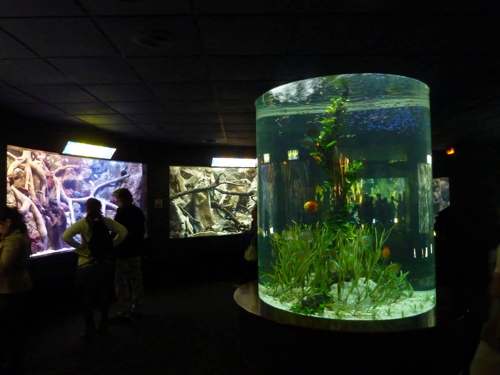 Aquarium tanks, December 2012