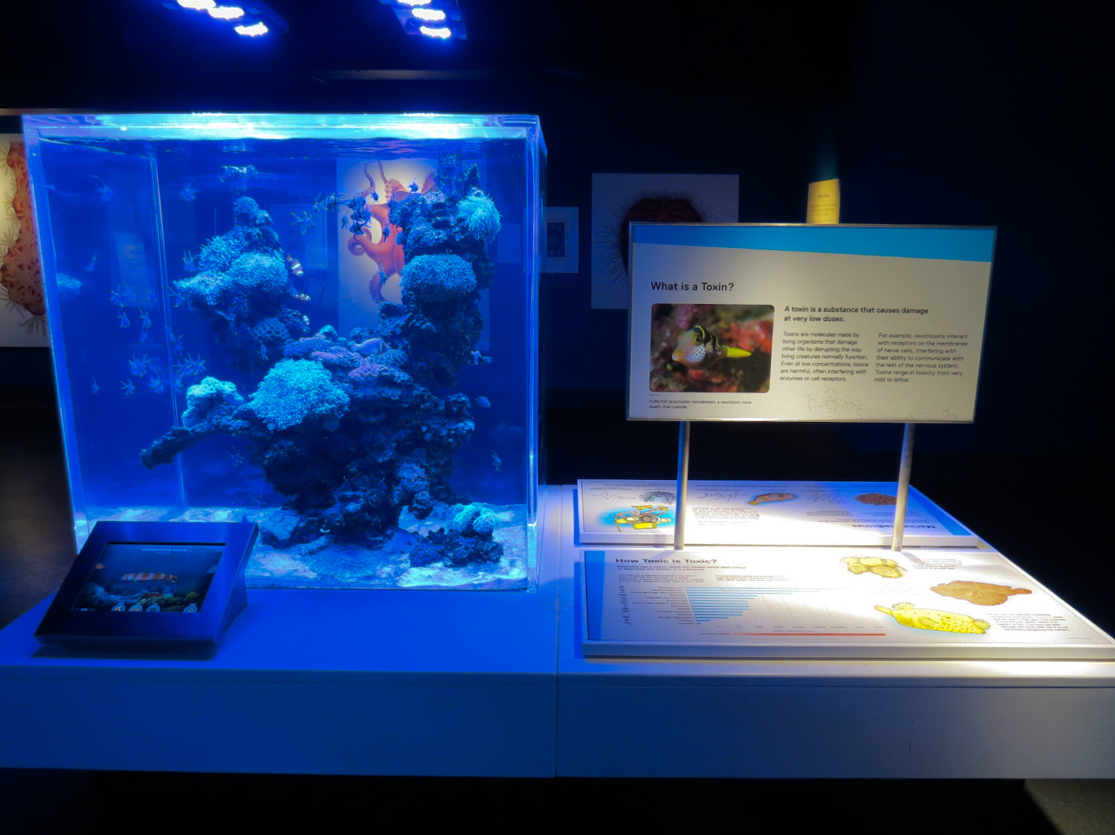 Aquarium - The Dive - Banggai Cardinal Fish and Others Exhibit