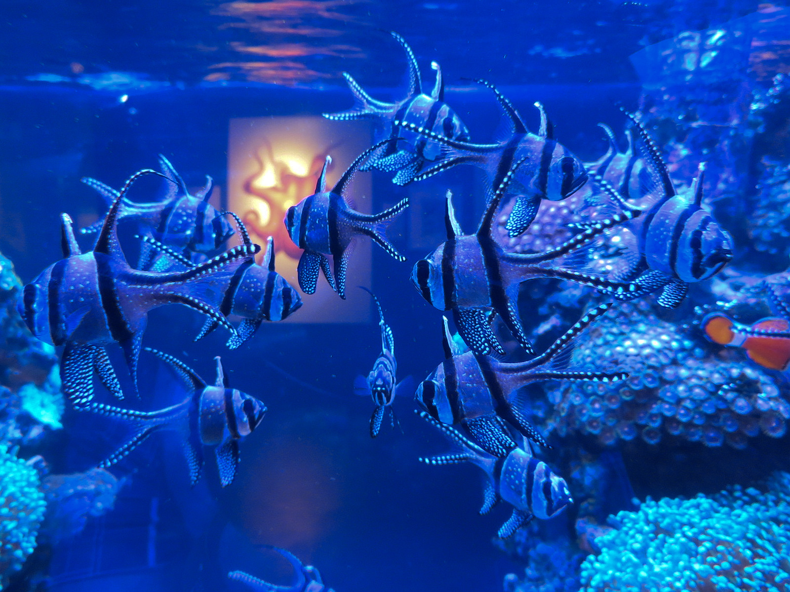 Aquarium - The Dive - Banggai Cardinal Fish and Others Exhibit