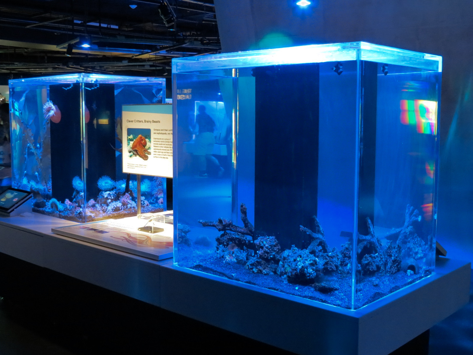 Aquarium - The Dive - Flamboyant Cuttlefish Exhibit