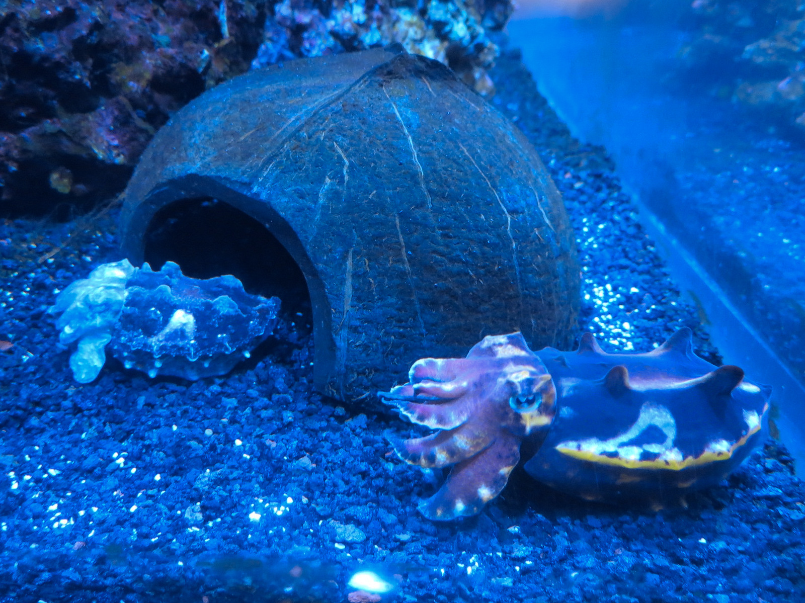 Aquarium - The Dive - Flamboyant Cuttlefish Exhibit