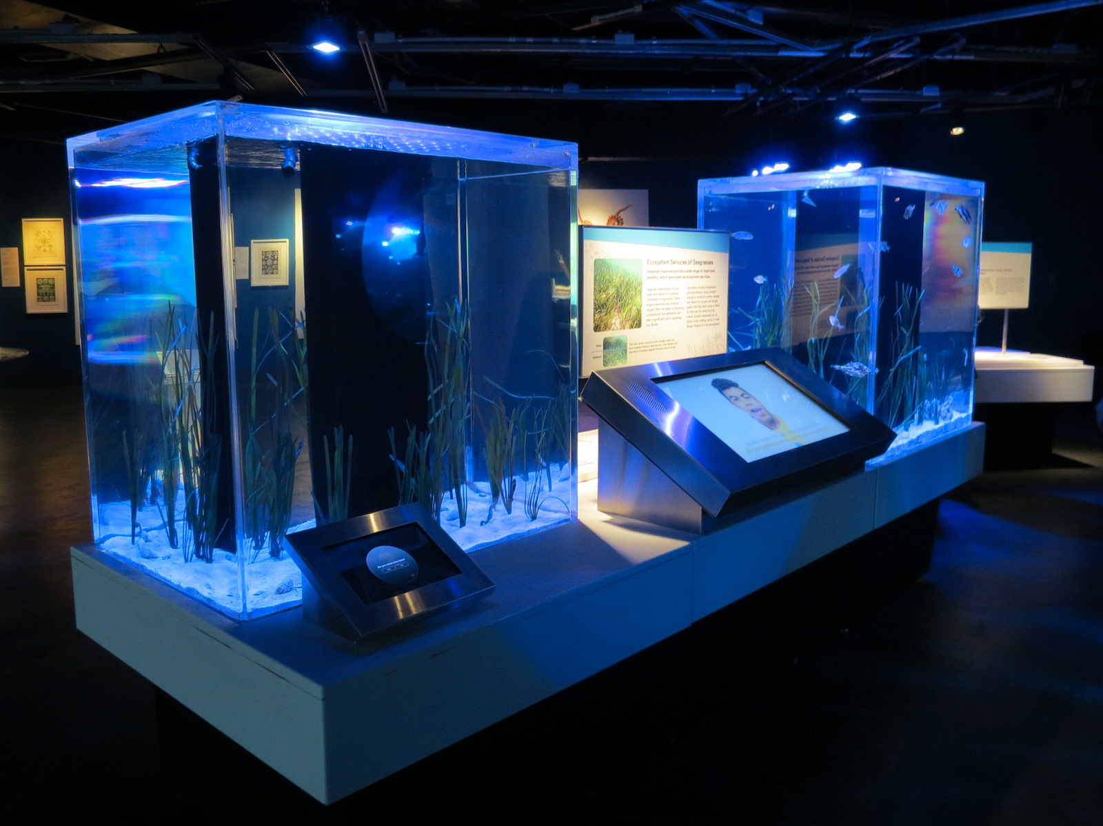 Aquarium - The Dive - Northern Saehorse Exhibit