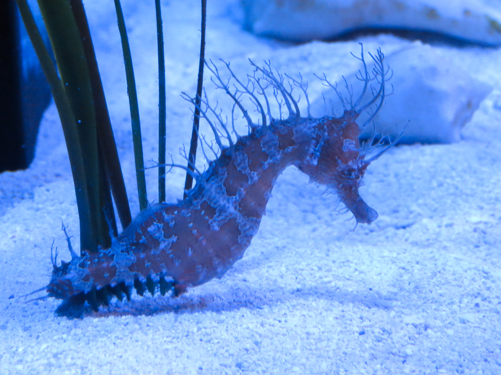 Aquarium - The Dive - Northern Seahorse Exhibit